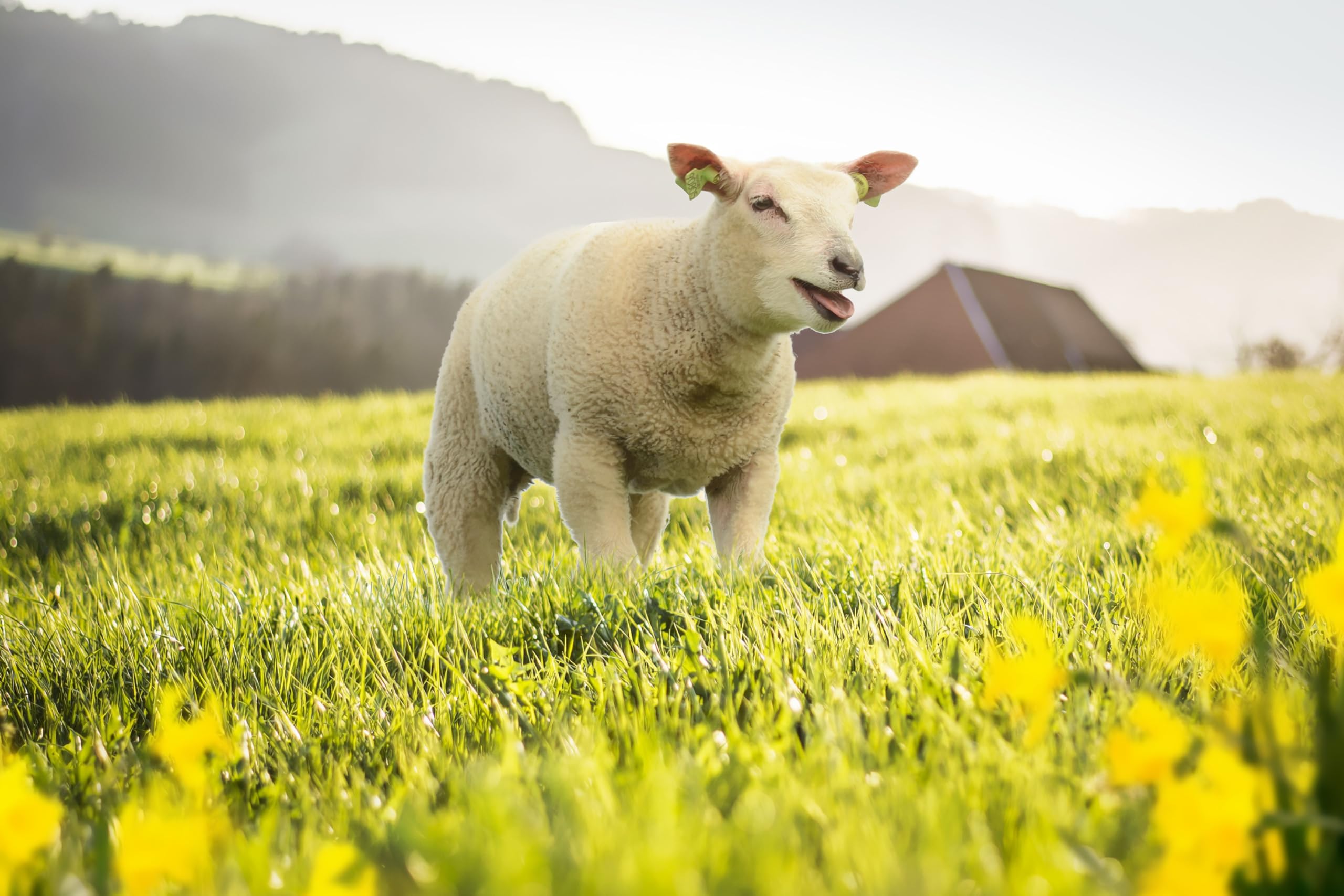 Schaf & Kleintierweide Samen. Frischfutter für Schafe, Hasen, Meerschweinchen usw. (100m² = 200,0g)