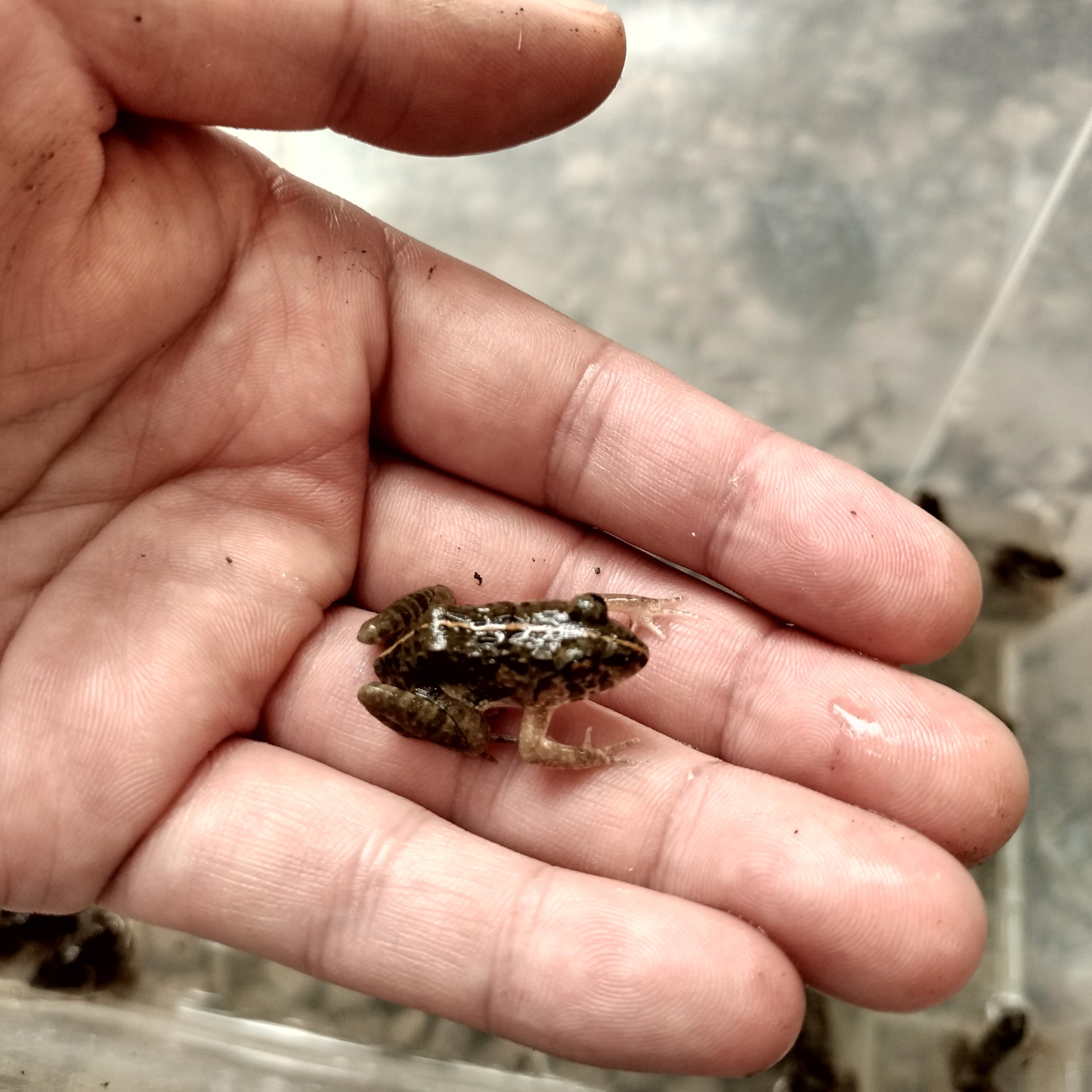 Amazon | 生き餌 ヌマガエル 10匹 極小〜Mサイズ ヘビ 餌用 カエル