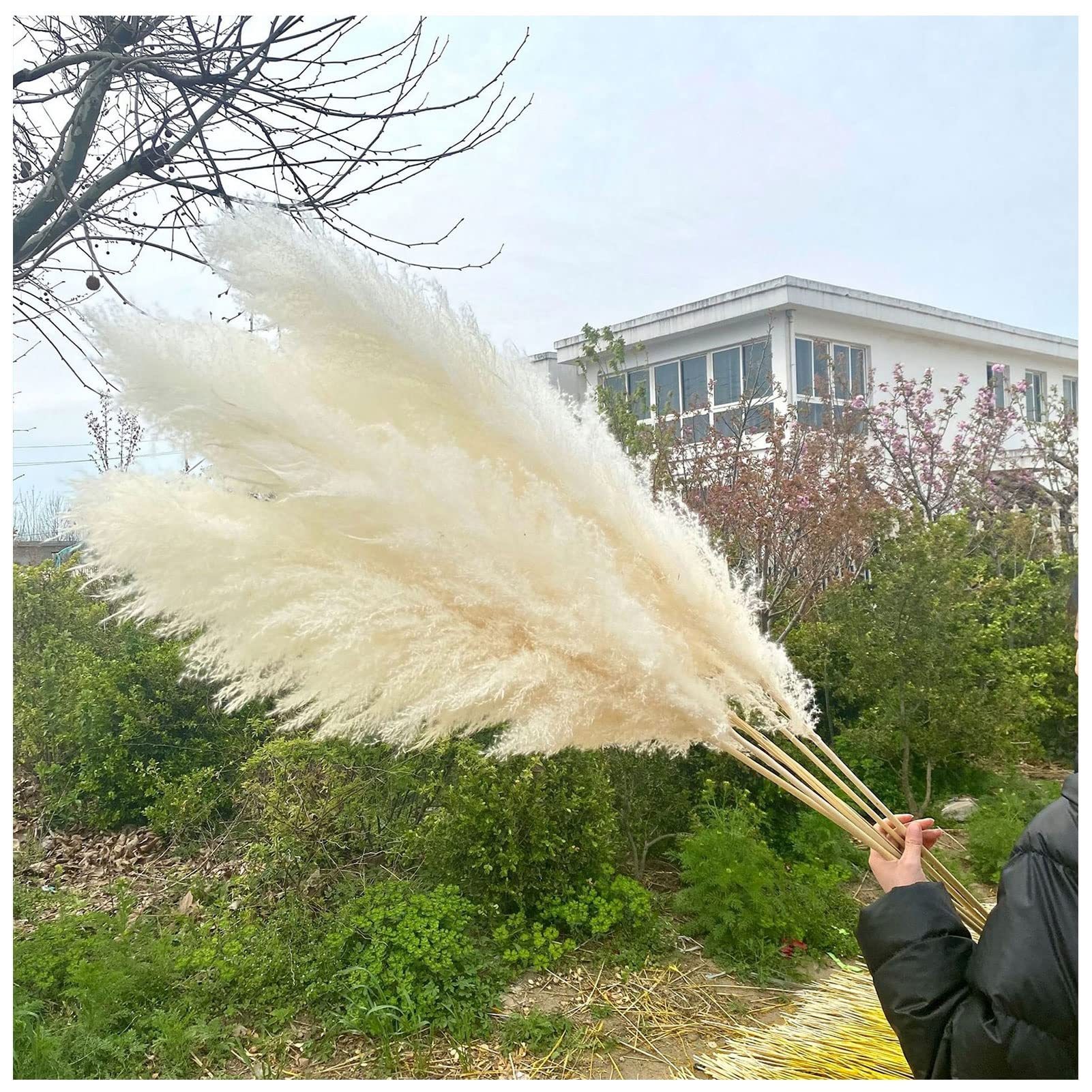 Amazon | 人工パンパスグラス150cm（59インチ）背の高い乾燥した葦の花