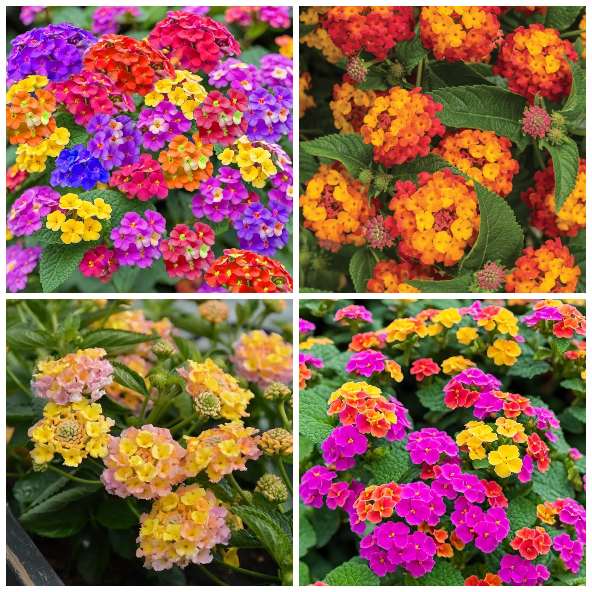 Lantana Flower Seeds for Planting - 250+ Mixed Color Lantana Seeds to Plant Non-GMO Perennial Flower Garden Outdoor