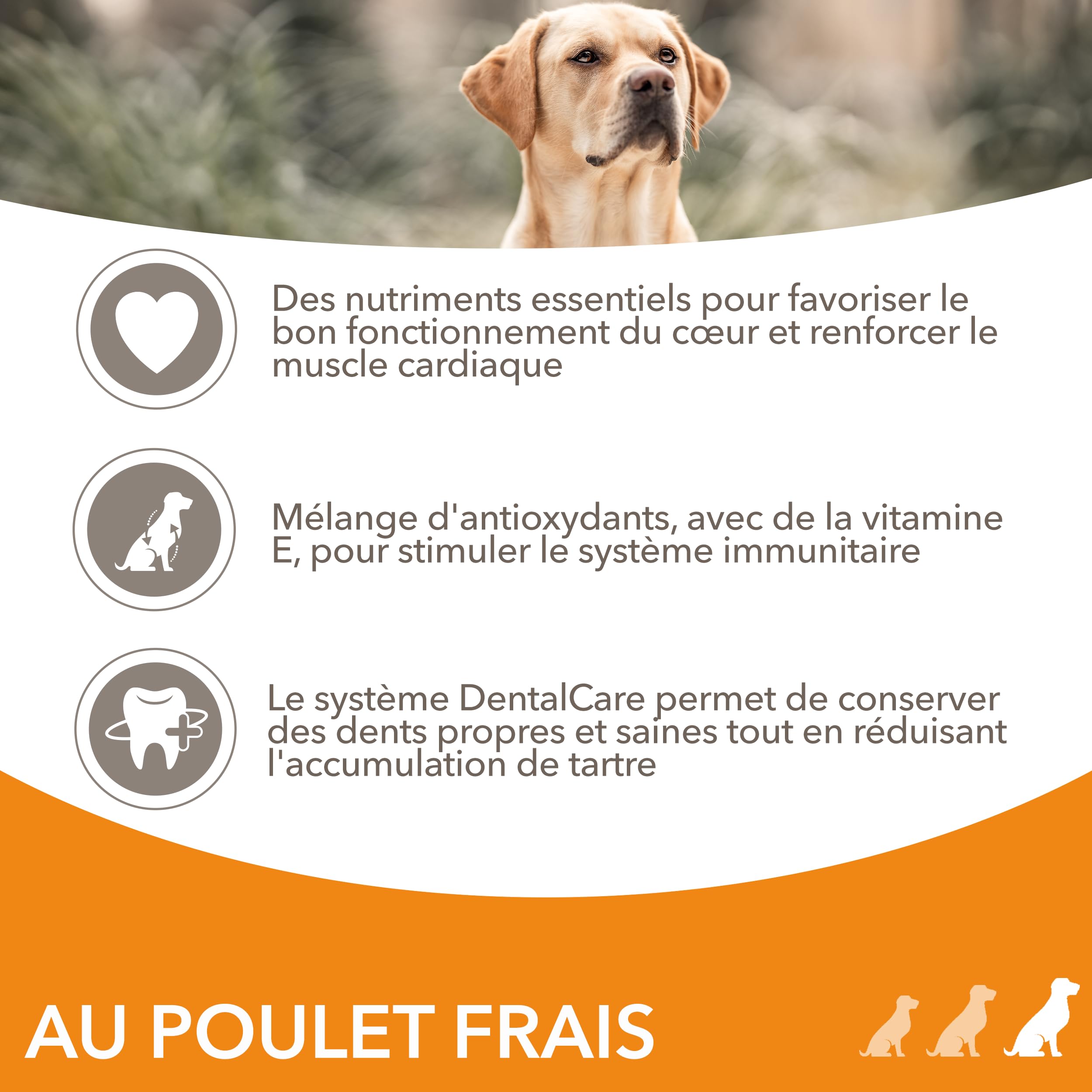 IAMS Vitality Chien Senior Grande Race Poulet Frais