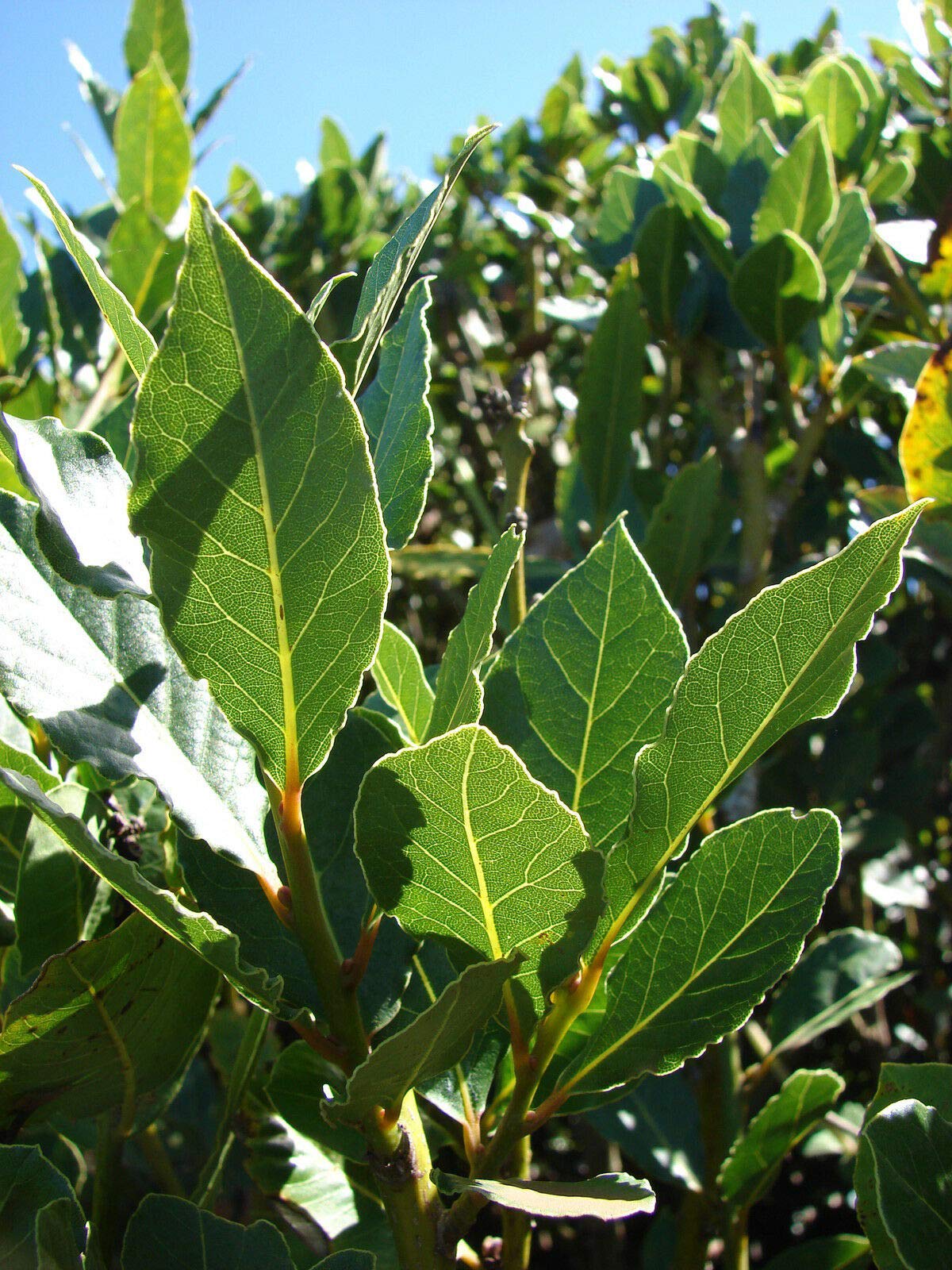 Laurus nobilis - 'Bay Leaf Trẹe' - Bay Laurel or Sweet Bay - Livẹ Plạn't