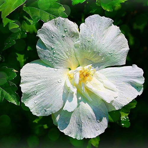 QAUZUY GARDEN 50 semillas de malva rosa blanca de Sharon (hibisco de malva siriaarbusto altheai), llamativo arbusto de árbol perenne de rápido