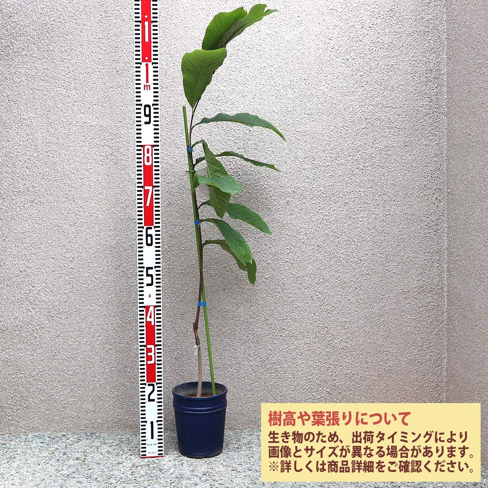 Amazon.co.jp: ポポー2年生接木苗/5号ポット苗(プロリフィック)【果樹