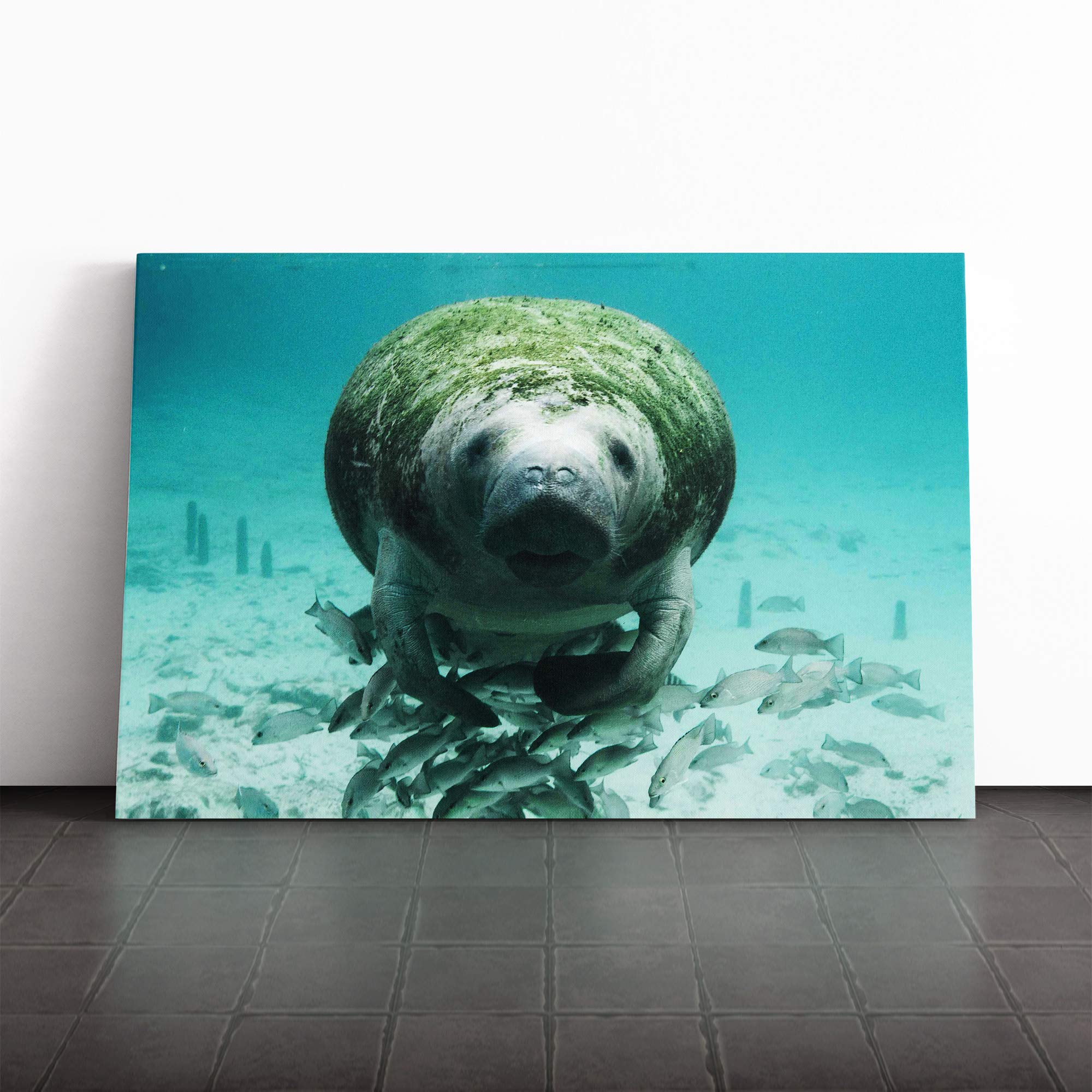 Manatee Vol.2 Canvas Print | Gallery Wrapped 30mm Frame Wall Art | 20x14 inches | Ready to Hang | Modern Picture | Living Room Bedroom Lounge Office