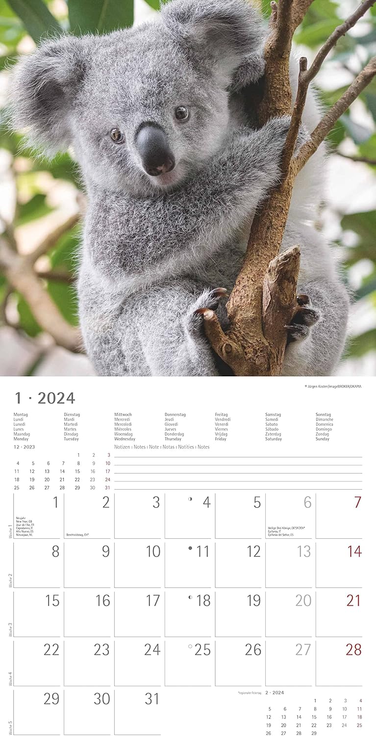 Koalas 2024 Brochure Calendar 30 x 30 cm (30 x 60 Open) - Calendar with Space for Notes - Koala Bears - Picture Calendar - Wall Planner - Bear Calendar