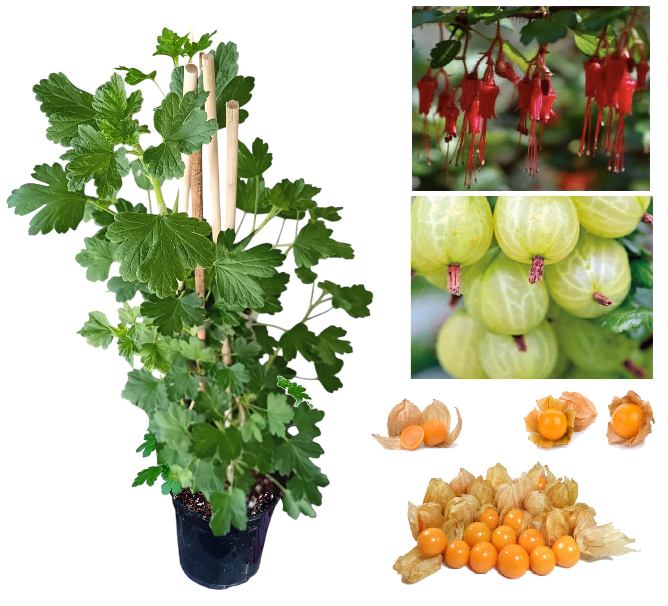 Gooseberry 'Hinnonmaki' Plant | 30-50cm Hardy UK Grown Fruit Tree | Pest & Disease Resistant