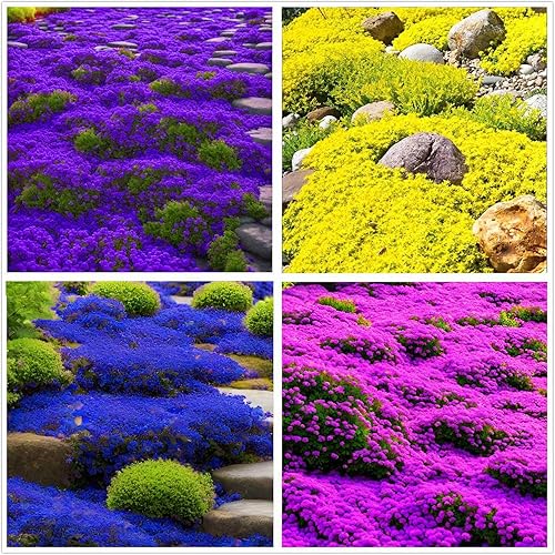 Miniatura 1 de Más de 20000 semillas de tomillo rastrero rosa y morado para plantar plantas perennes de cobertura del suelo, flores de reliquia, semillas de timo