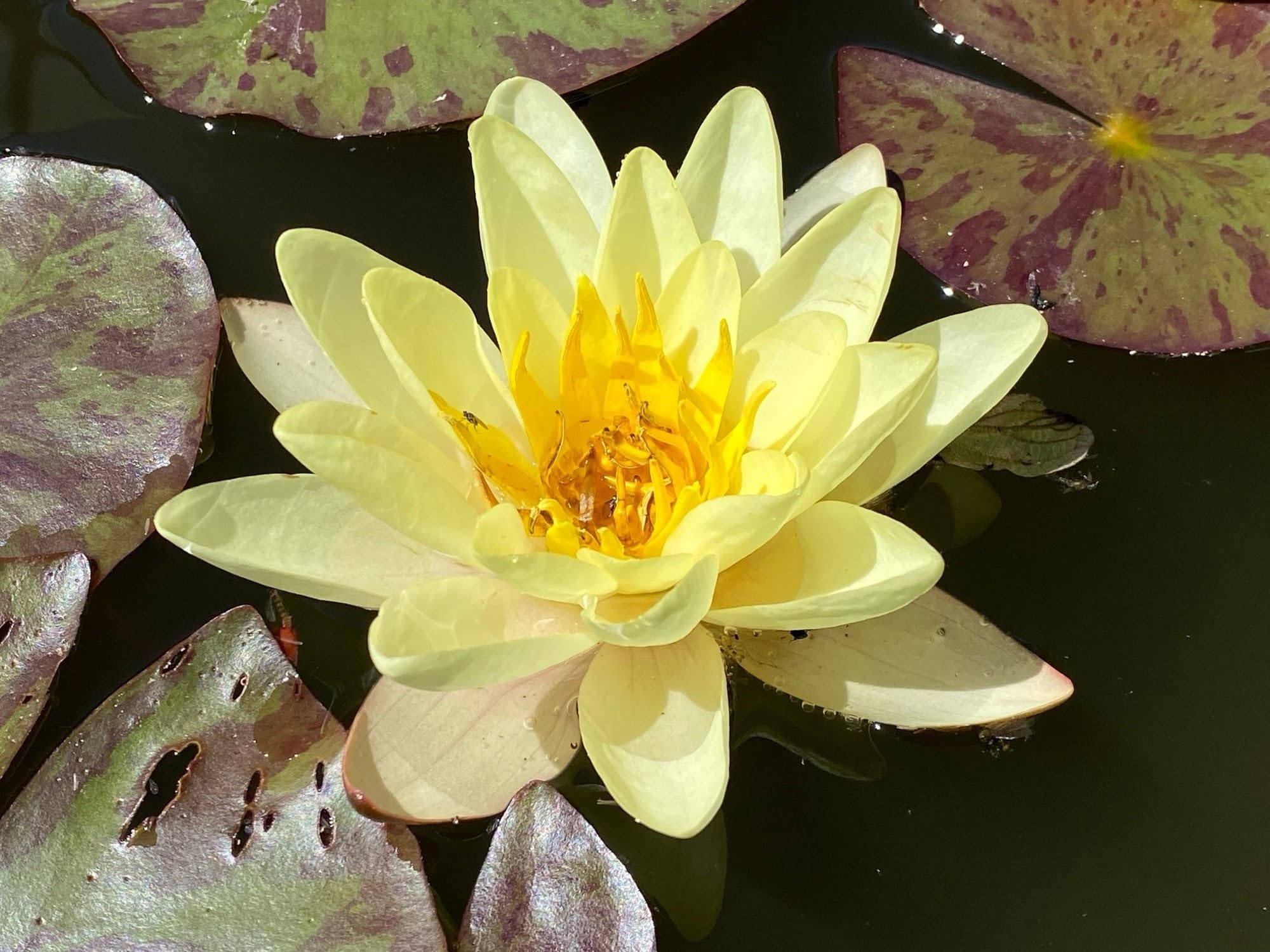 Lincsplants - Nymphaea 'Marliacea Chromatella'-Kit