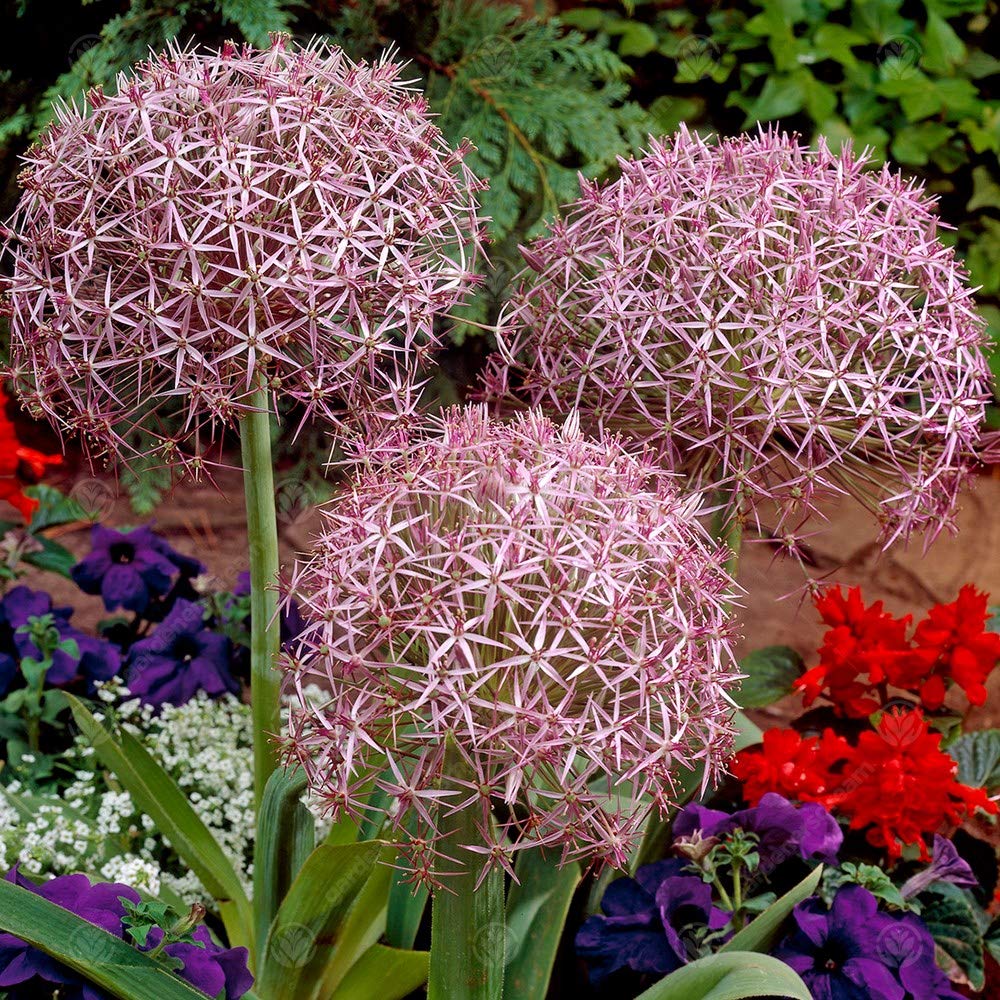 GardenersDream 10 x Allium Christophii Bulbs - Beautiful Spring Flowering - Outdoor Plants for Gardens, Borders, and Containers - Healthy Hardy Garden Bulbs - Grow Your Own Star of Persia