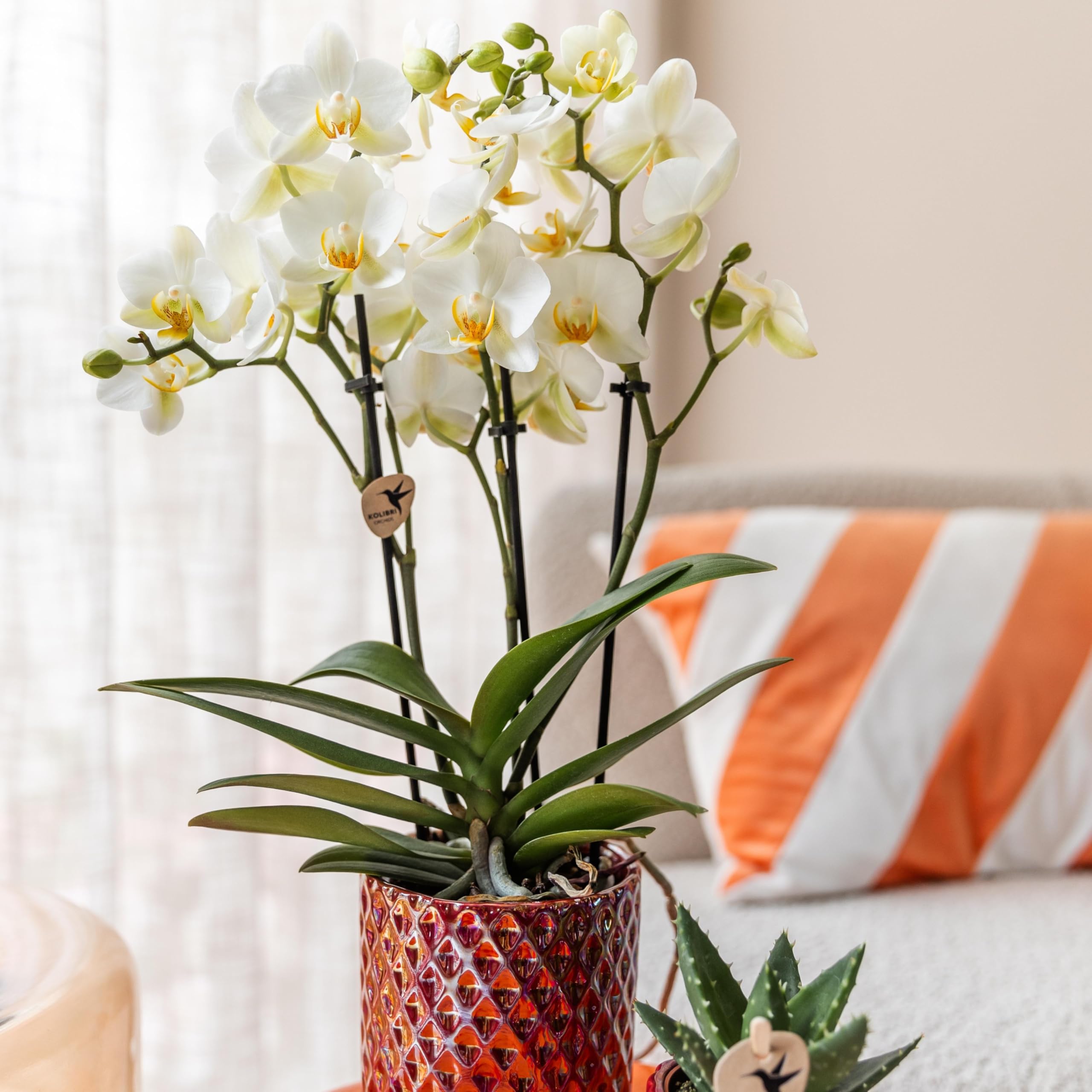 Kolibri Orchids | Weiße Phalaenopsis-Orchidee - Lausanne - Topfgröße Ø9cm | Blühende Zimmerpflanze - frisch vom Züchter