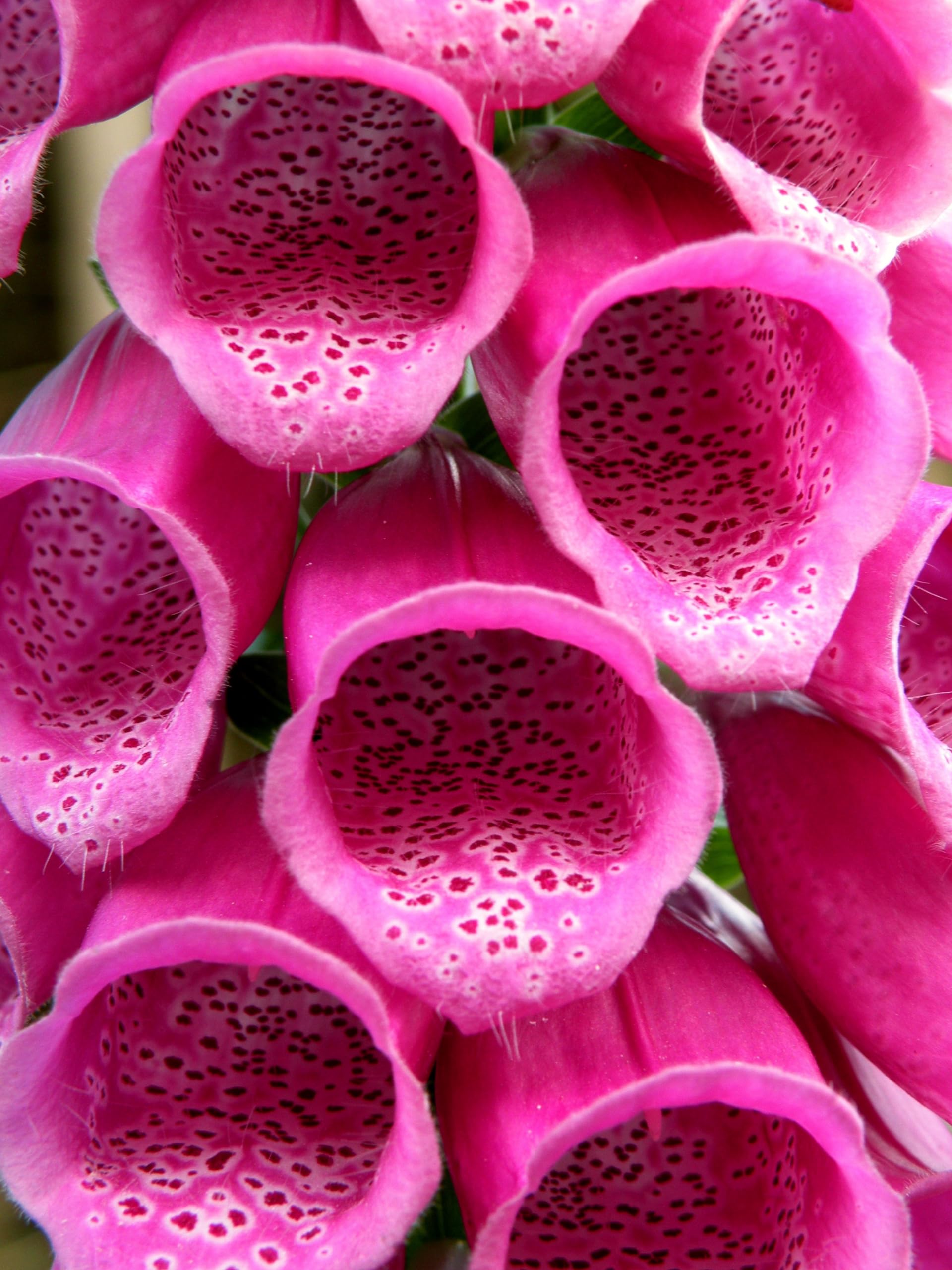 Roter Fingerhut (Digitalis purpurea) Samen. Zier- & Heilpflanze (100000 Samen = 8,0g)