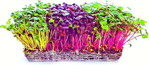 Miniatura 1 de Microgreens Trio - Semillas de alfalfa, rábano, amaranto rojo - 600 semillas en total, 200 de cada una