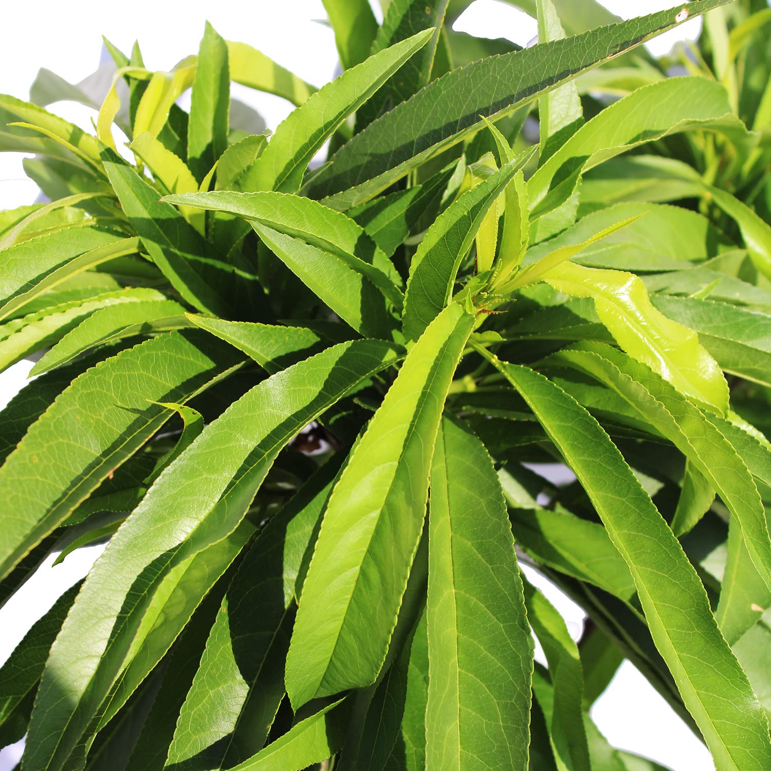 KENTIS - Pêcher Nain - Prunus Persica - Vraies Plantes d'Extérieur - Arbre Fruitier de Jardin d'Ornement - Pot de Culture Ø 24 cm