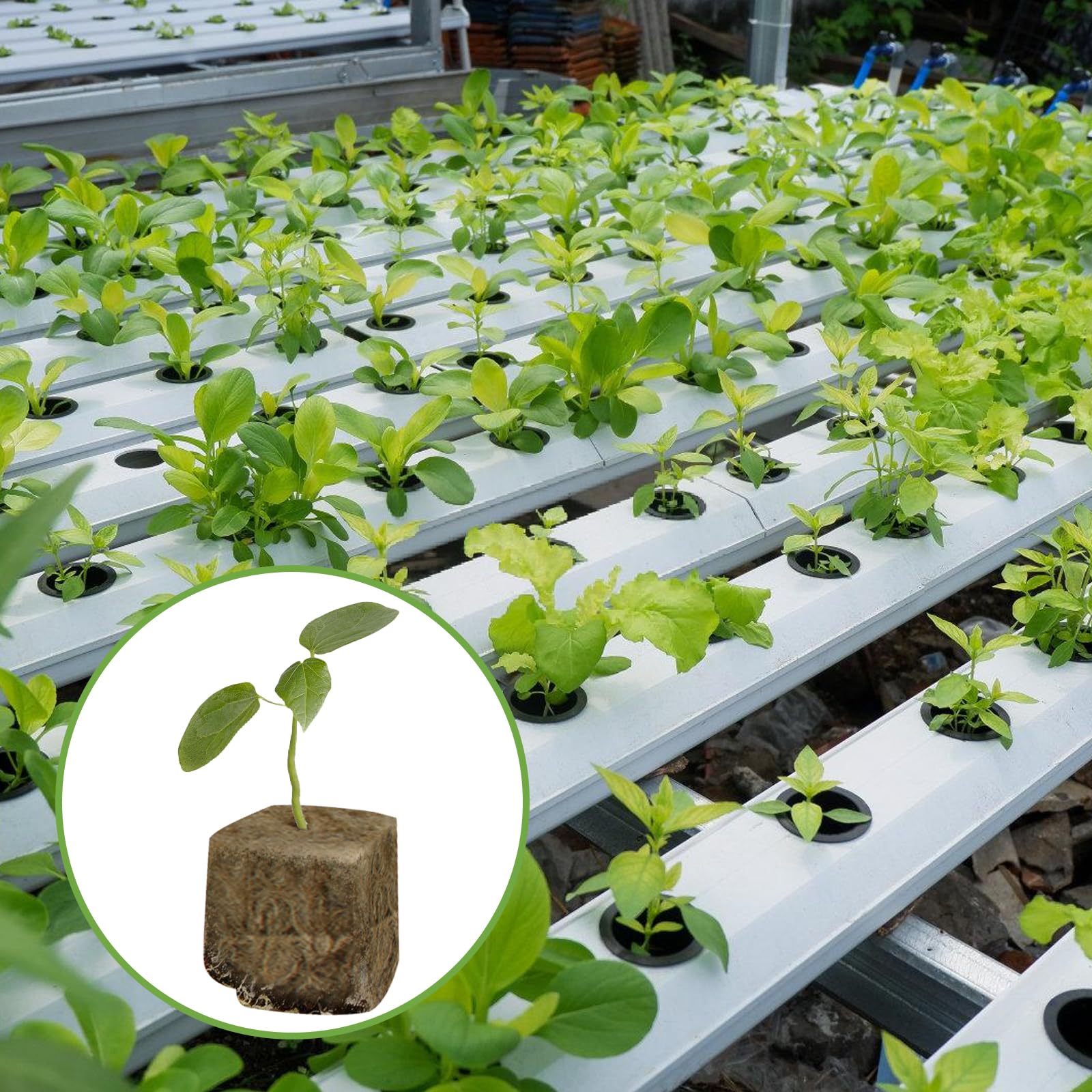 Cubos de Lana de Roca, 50 Pieza Cubos de Cultivo Hidropónicos, Tapones de Plantas de Lana de Roca, Lana de Roca Hidropónicos Cubos, Bloque de Plántulas, Cubo de Lana de Roca sin Suelo(25x25x40mm)