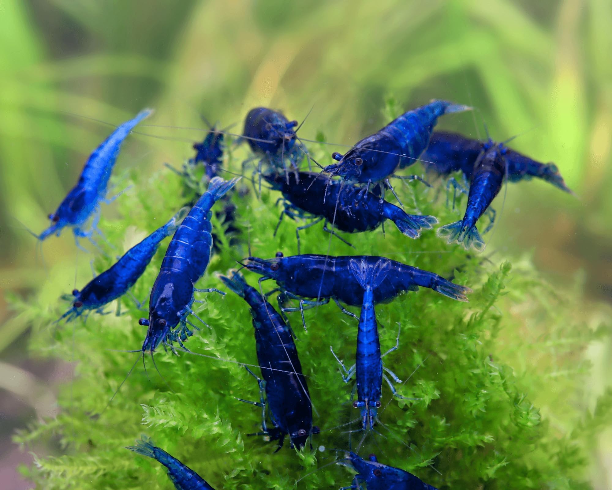 Garnelen Set - 10x Blue Dream Neocaridina davidi + Christmas Moos - Tiefblaue Zwerggarnelen für Aquarium - Pflegeleicht, friedlich & robust - Natürlicher Aufräumtrupp & einfach zu vermehren