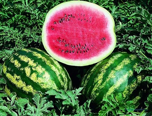 Miniatura 8 de Semillas Fruta Sandía Carmesí Dulce Verde para Plantar - 20 Semillas