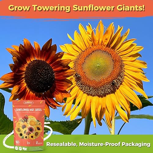 Miniatura 3 de Semillas de girasol para plantar | Paquete a granel de girasol de mamut gigante más de 500 semillas de reliquia | Semillas de girasol de alta