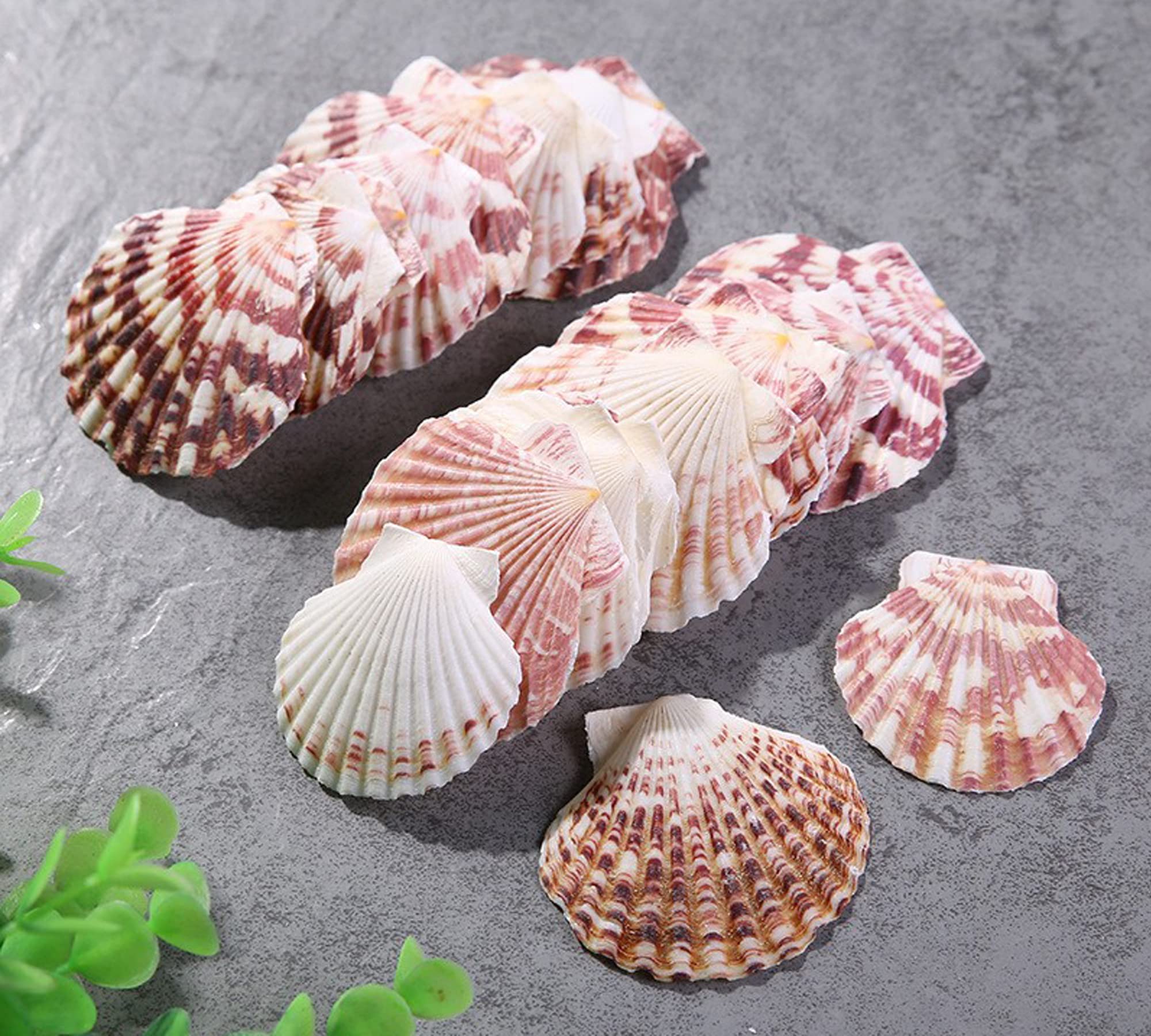 TERRIFINatural Scallop Shells White Sea Shells for Baking Cooking Big Natural Clam Seashells for DIY Crafts Seashell Beach Decorating for Home Decor(3.5-6 cm, 50-60Pcs)