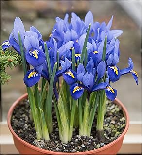 Oliwier's Bulbs 20x Iris Reticulata Harmony Bulbs Dwarf Miniature Blue Flowers Ideal for Rockeries Pots Borders Hardy Early Spring Garden Perennial