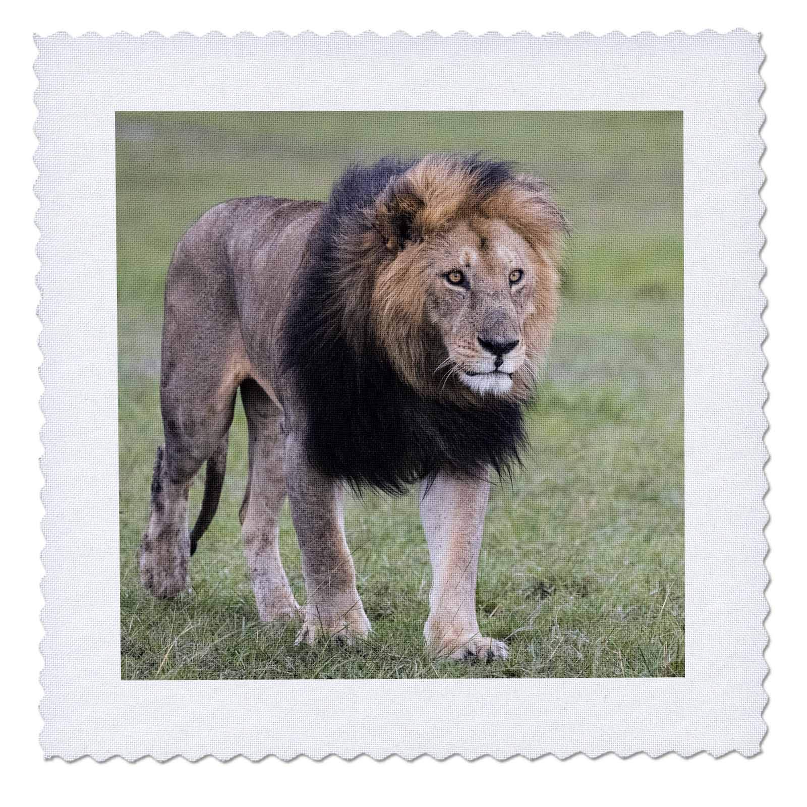 16x16 inch Quilt Square - Africa, Kenya, Maasai Mara National Reserve. Focused Male Lion. African Wildlife