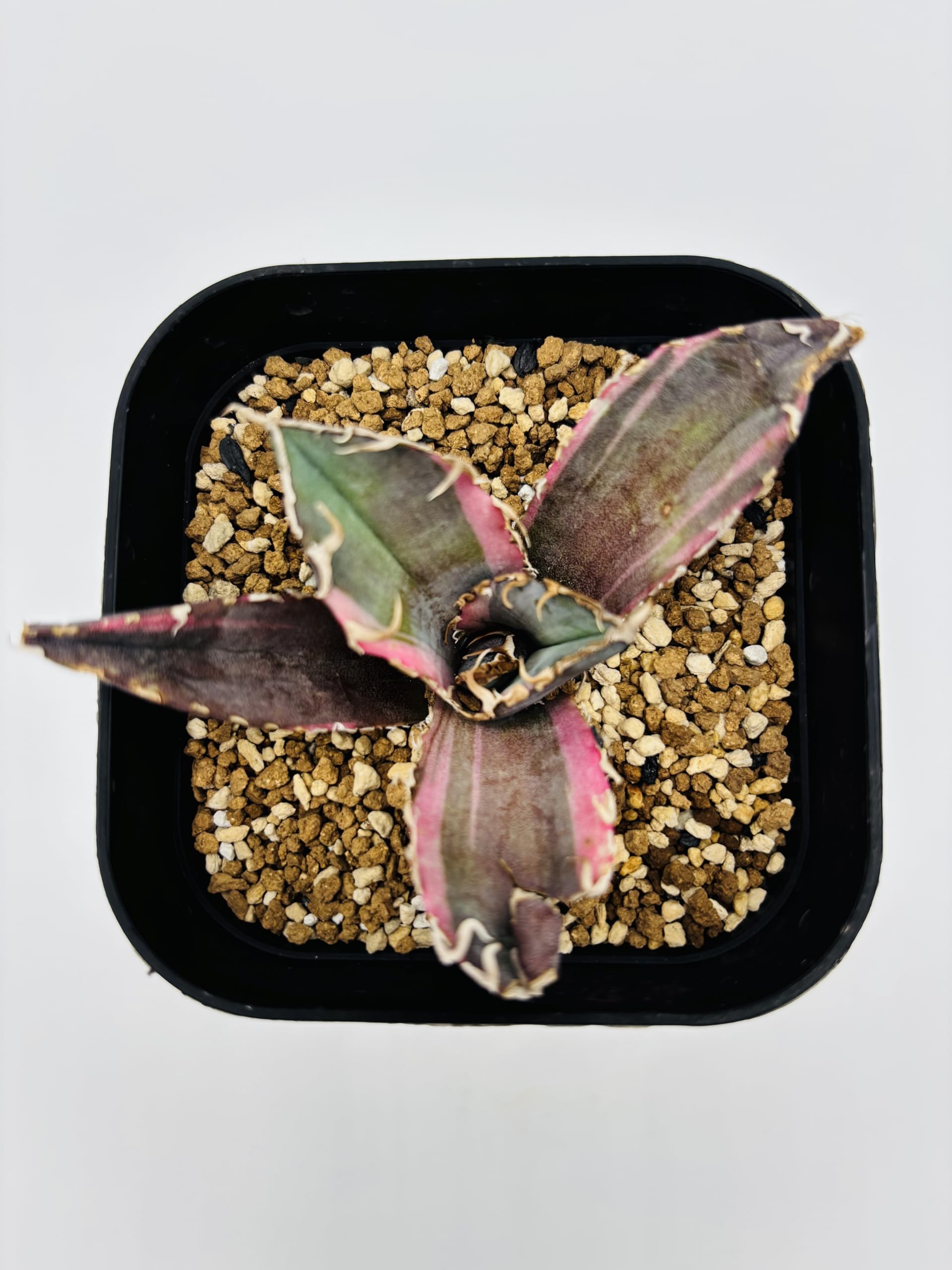 Amazon｜アガベ チタノタ 白鯨 (ハクゲイ)/ Agave titanota 'White