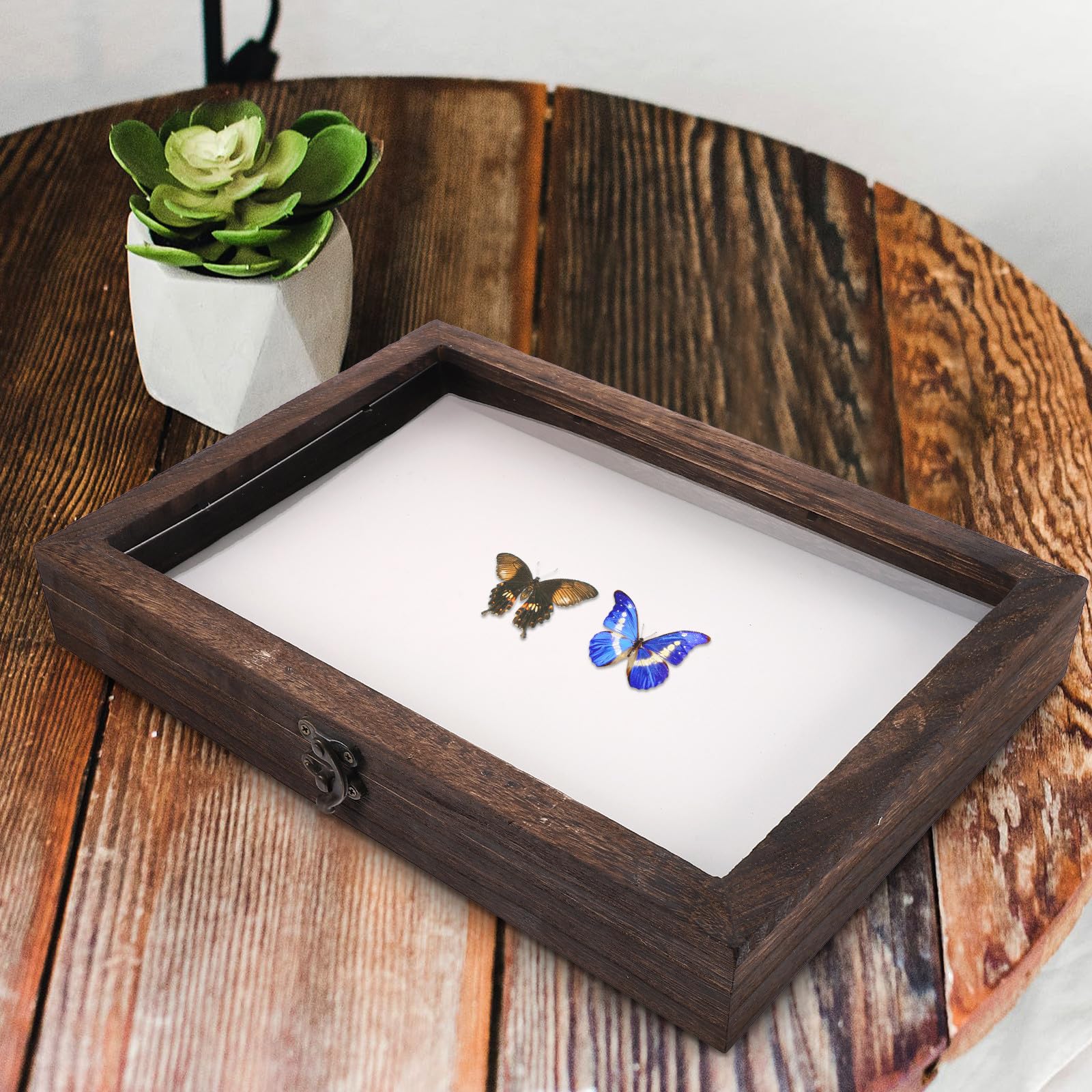 Générique Boîte à Spécimens de Plantes en Bois de Pin 31X22X4 CM avec Tapis Blanc pour Épinglage Vitrine D’Entomologie Compacte et Légère Présentoir Insectes et Lépidoptères pour