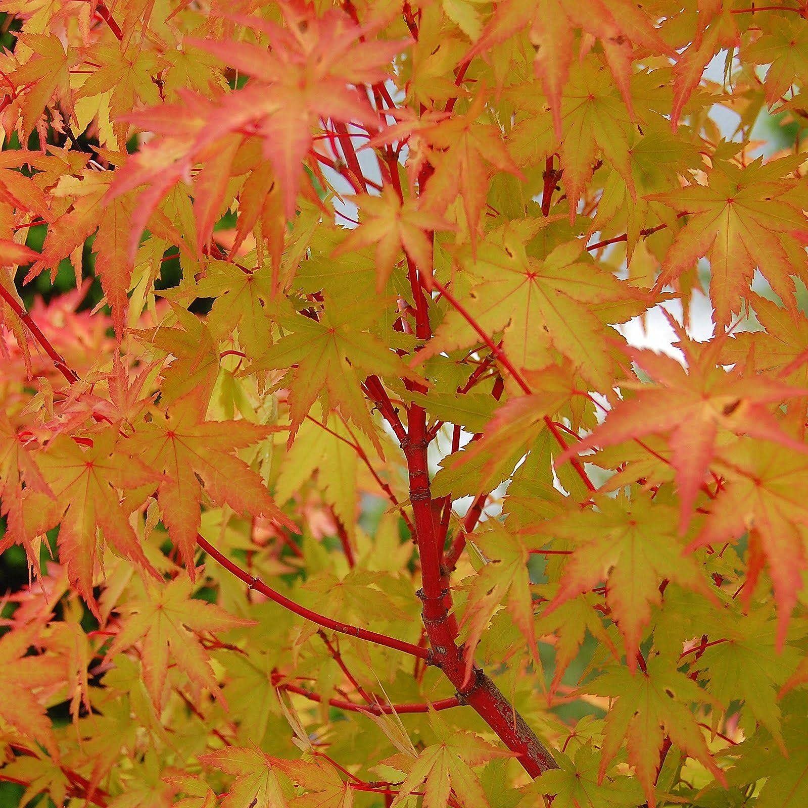 Acer Palmatum Sangokaku Coral bark Hardy Deciduous Plant in a 10cm Pot - Green-red tinged Leaves Coral-red Shoots and bark