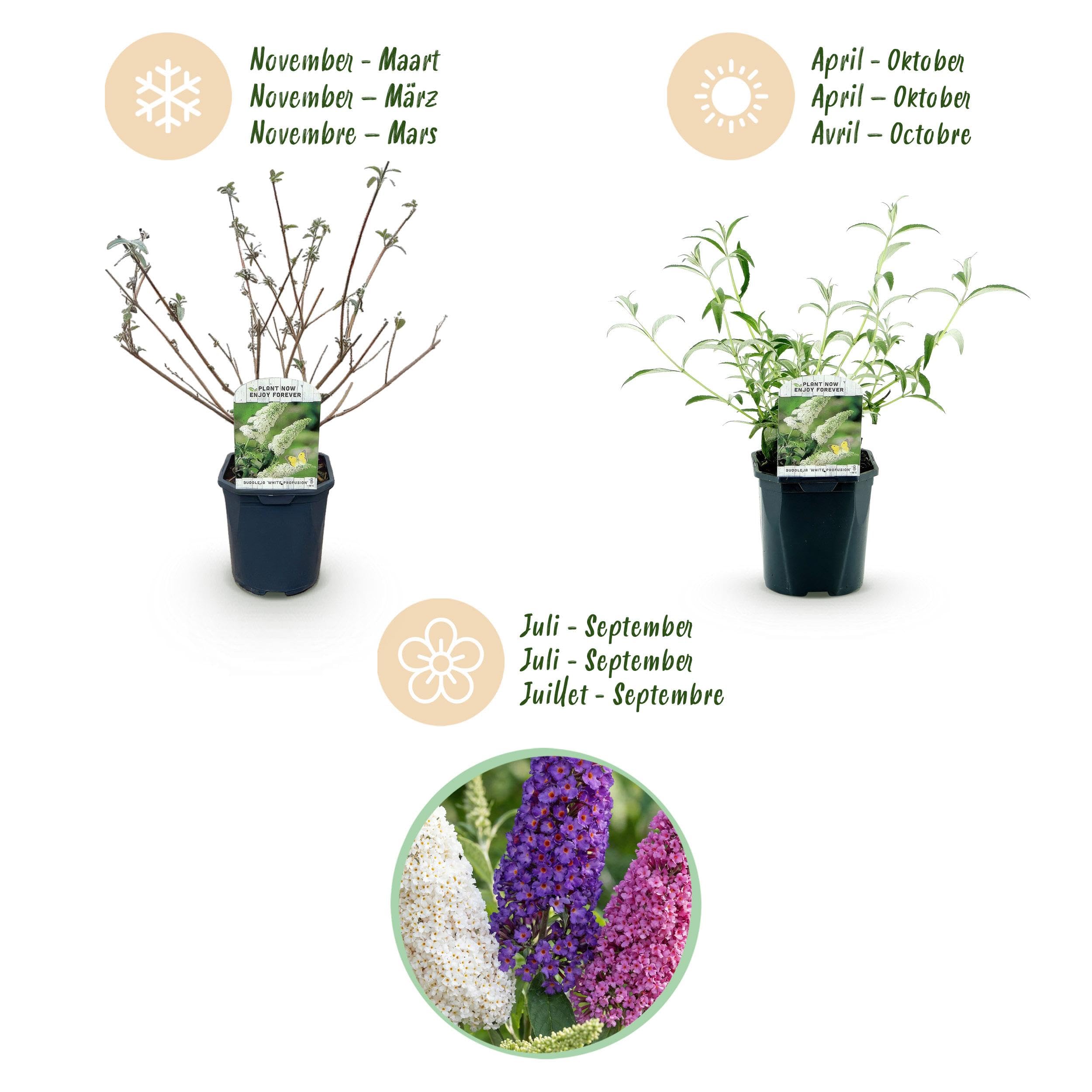 Buddleja davidii Tricolour Arbre à papillons 3 Plantes Pot 17cm Hauteur 45cm