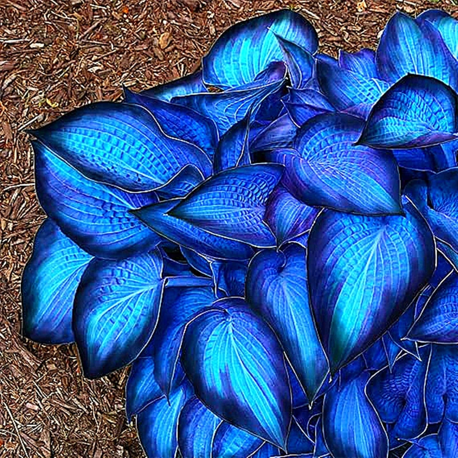 Upscale Hosta Bulbs Perennial UK, Rare and Beautiful Hostas Rhizome in Bulk,Planting for Stunning Garden Displays-4 Bulbs-D