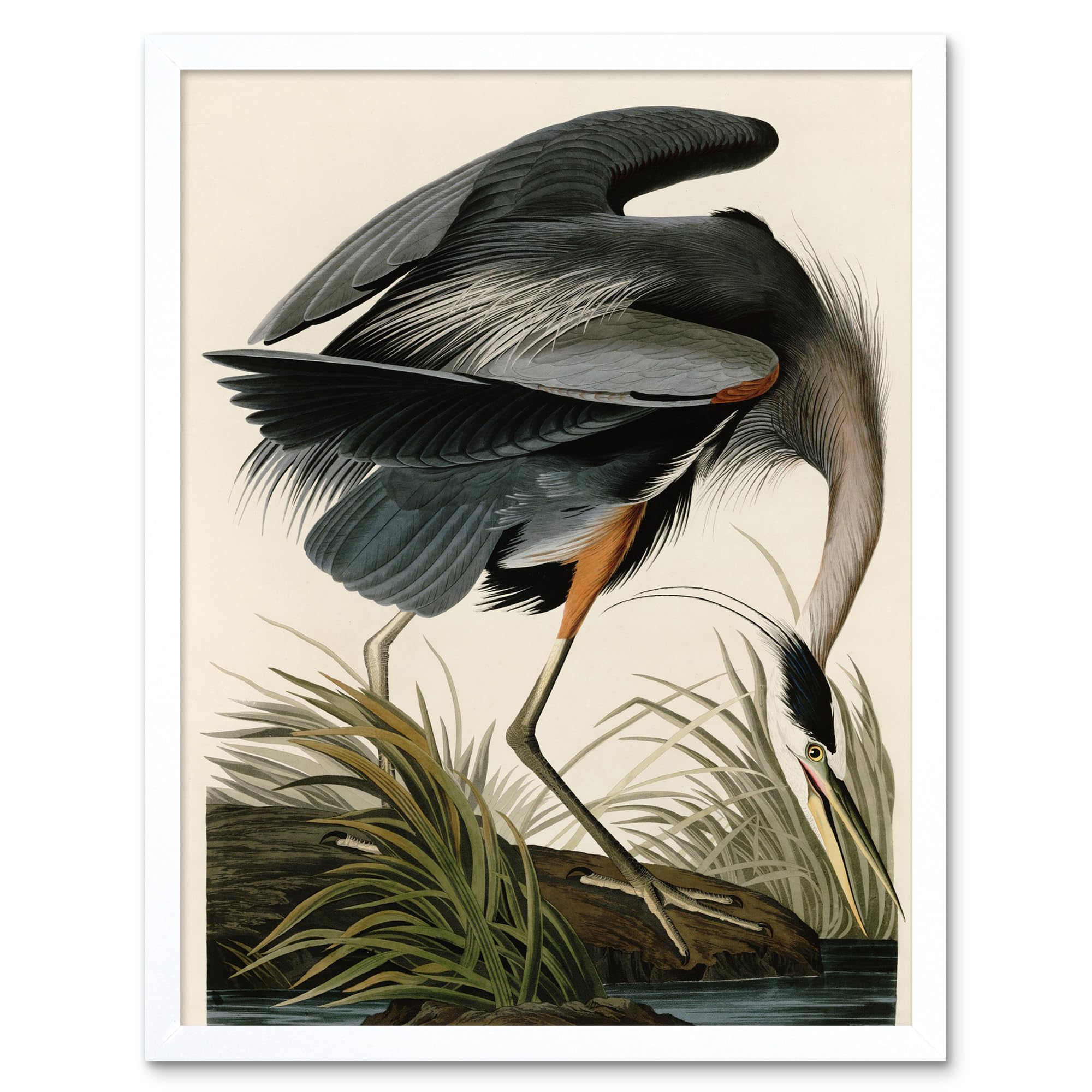 Artery8 Audubon Birds Great Blue Heron Painting Art Print Framed Poster Wall Decor 12x16 inch