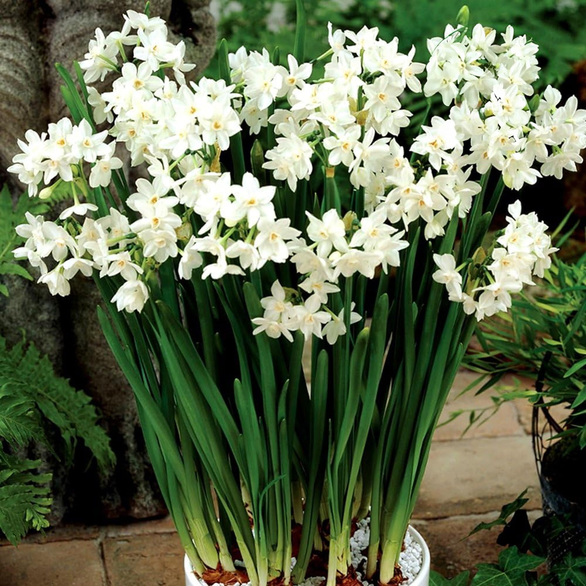 Narcissus Paperwhite Indoor Outdoor Daffodil Spring Flowering Bulbs (100)