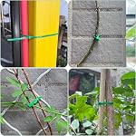 Cravates zippées 1000 en vrac, 8 Cable Tie vert, longue boucle en plastique, résistance à la traction 40lbs, Gestion de câbles Auto-Locing lourd fils de nylon de service UV Résistant pour intérieur et extérieur