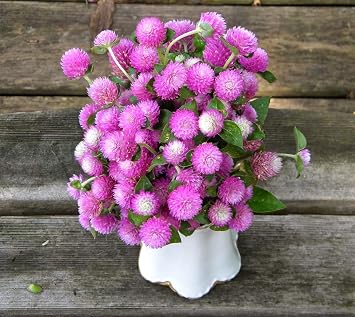 Seeds Flowers Globe Amaranth (Gomphrena) Mix - 30 Seeds