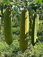 Vista 6 de Esponjas de lufa natural, esponja orgánica de luffa para baño, esponja exfoliante de espalda corporal para hombres, mujeres, adultos, spa, belleza