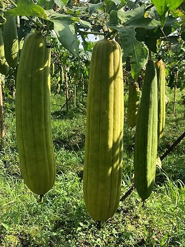 Miniatura 6 de Esponjas de lufa natural, esponja orgánica de luffa para baño, esponja exfoliante de espalda corporal para hombres, mujeres, adultos, spa, belleza,