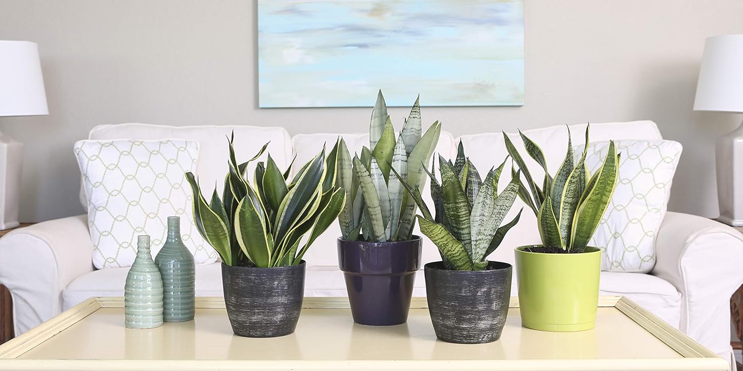 Buy Costa Farms Snake Plant Mother In Law S Tongue Sansevieria Easy To Grow Ships In 4 Inch Grower Pot 10 Inches Tall 4 Pack Fresh From Our Farm Online In Austria B07w16s9wr