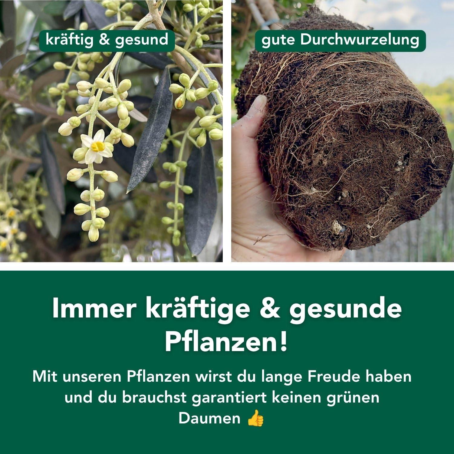 Bloomify® Olivenbaum "Olivia" | 80 bis 110 cm großes, mehrjähriges Olivenbaum-Stämmchen | geschützt winterharte und pflegeleichte Oliven-Pflanze für Terasse oder Balkon | sehr ertragreich