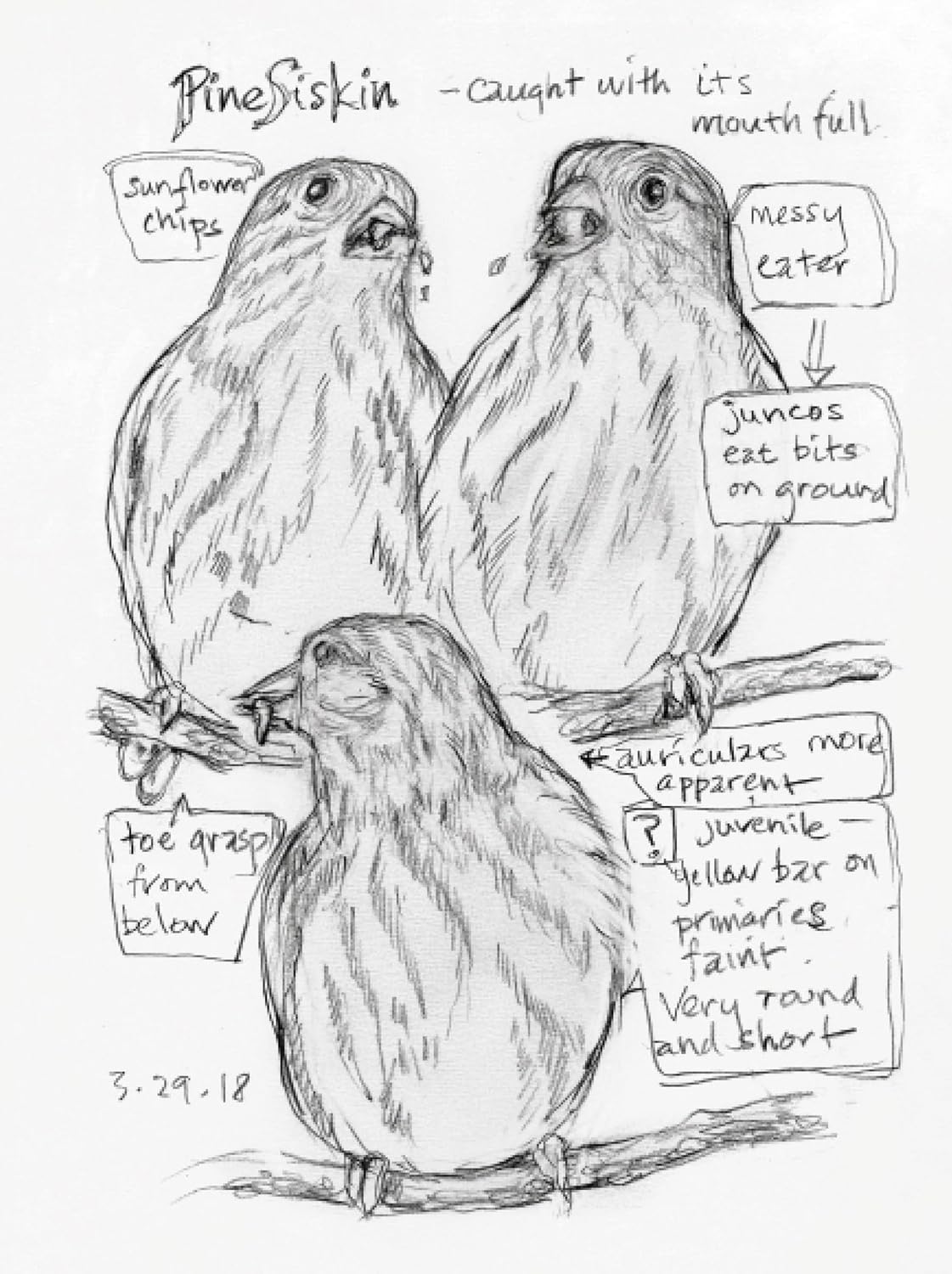 The Backyard Bird Chronicles - Image 5