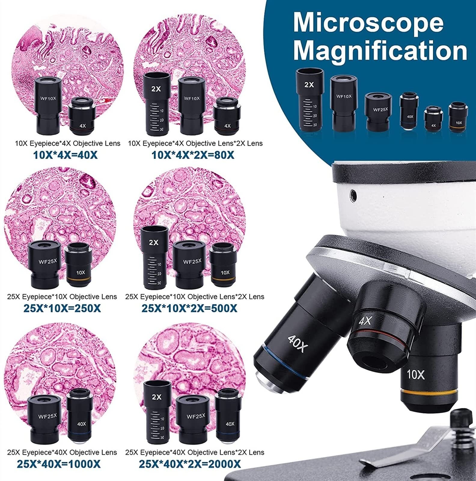Mikroskop cyfrowy, 40-2000x związek laboratoryjny cyfrowy DOPROWADZIŁO Mikroskop dla studentów Edukacja biologiczna Dual DOPROWADZIŁO Oświetlenie z przygotowanym zestawem slajdów