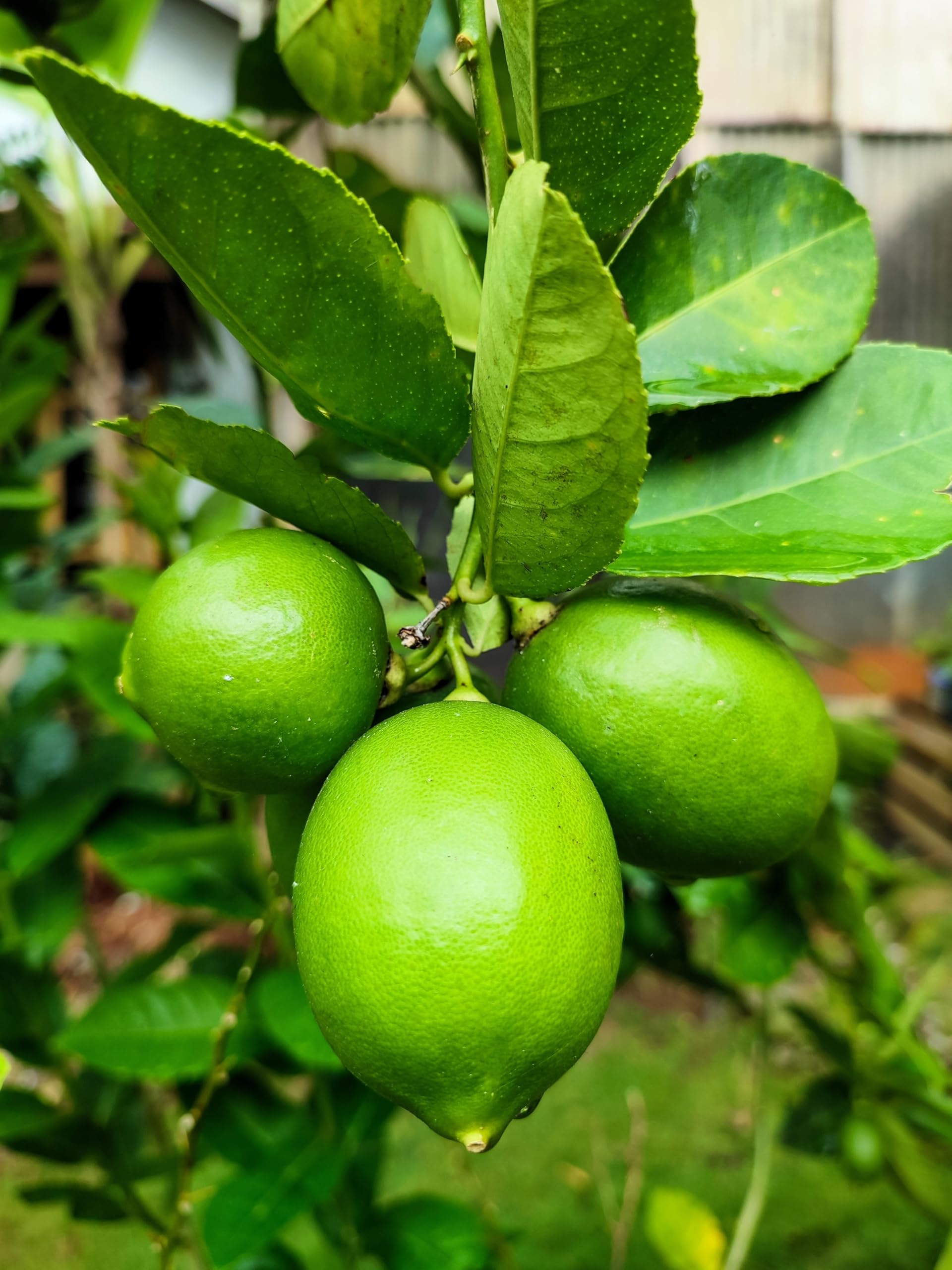 15 Key Lime Citrus Aurantifolia Fruit Tree Shrub Seeds