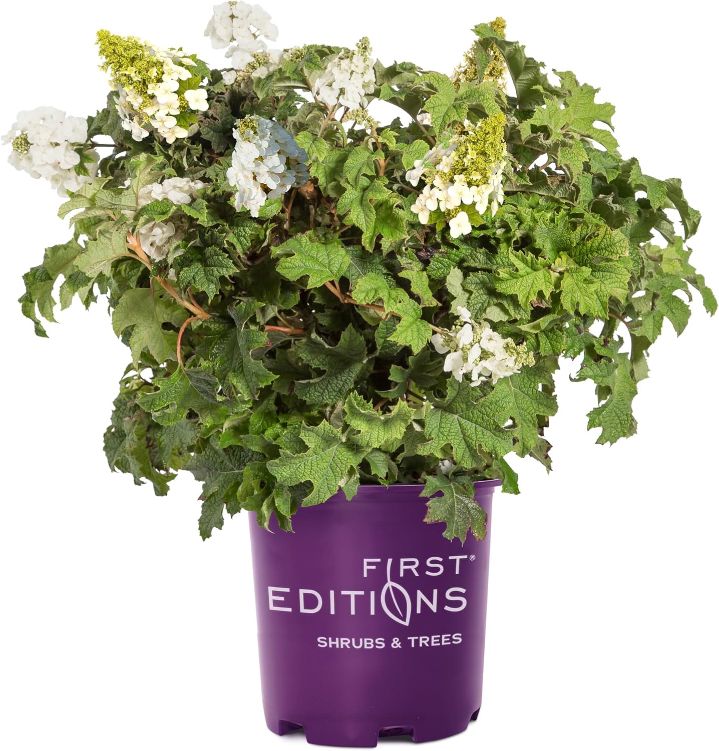 2 Gallon First Editions Hydrangea Jetstream Shrub