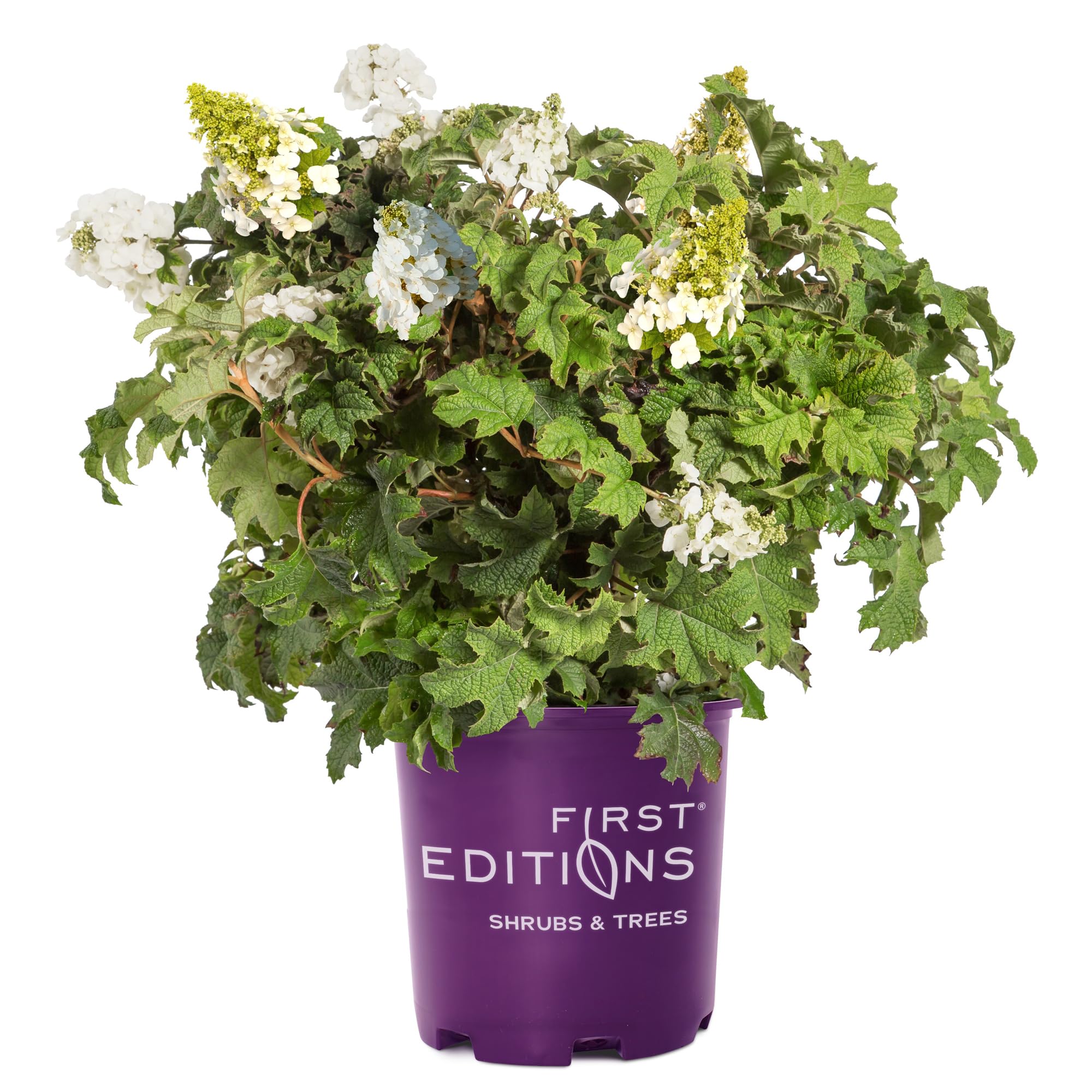 First Editions Jetstream Oakleaf Hydrangea