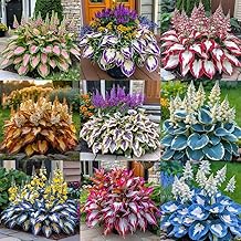 Imported Hosta Flower seeds for Home and Garden Pack of 2 Bulbs (MIXEDCOLOR)