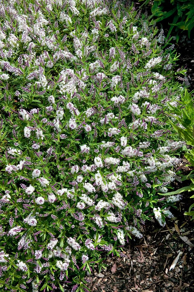[x1] Hebe albicans | Hardy Evergreen Garden Shrubs | Clusters of White Flowers | P9