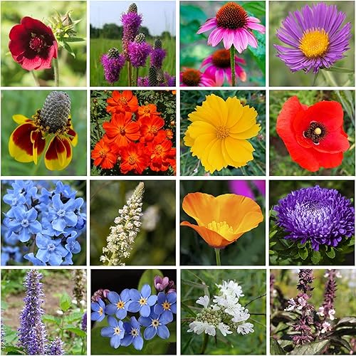 Miniatura 5 de Bulk Regional Wildflower Seed Tub - Semillas de flores silvestres del noreste orgánicas, sin OMG, 100% semillas puras, 21 variedades de semillas,