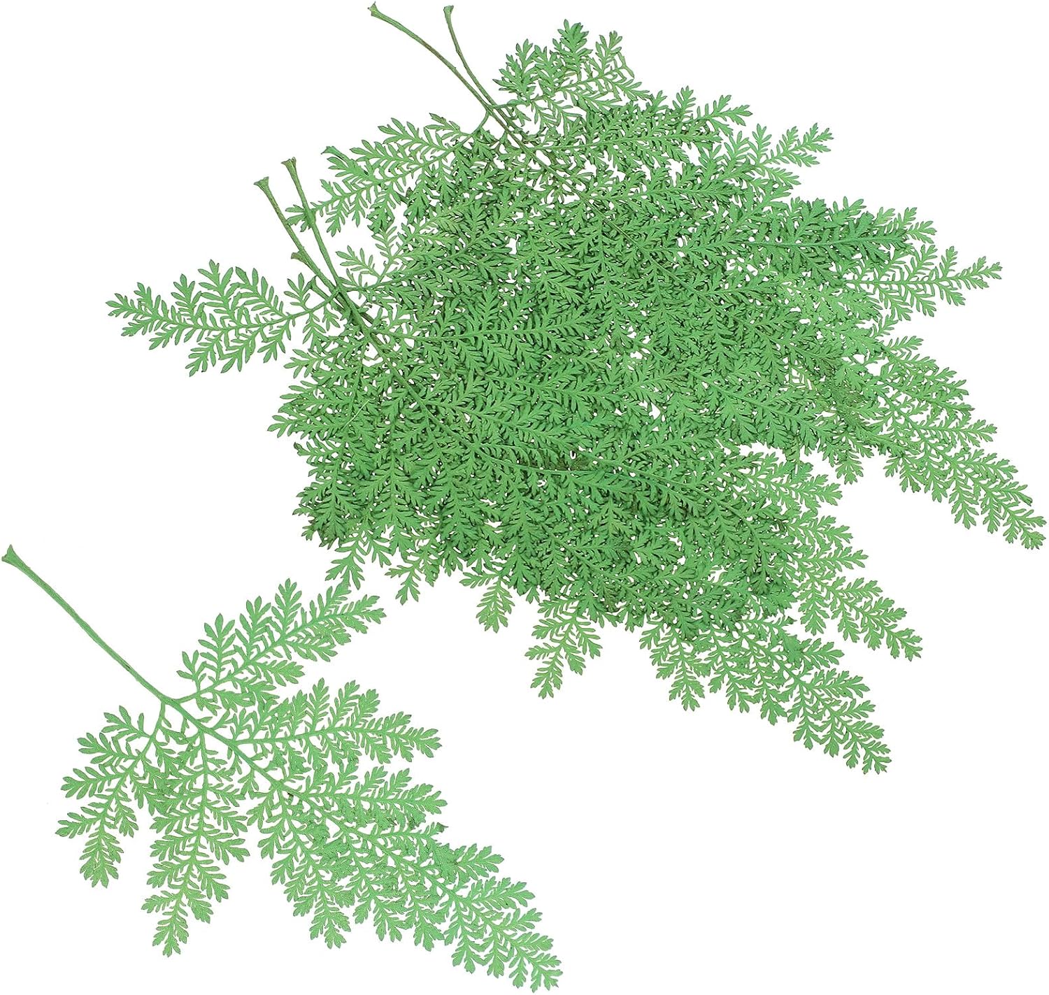 Housoutil 48pcs Dried Artemisia Leaves DIY Pressed Leaves Craft Decoration Handmade Plant Material for Scrapbooking Card Making and Home Décor