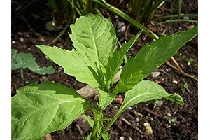 Sow Right Seeds Epazote Seeds for Planting - 500 Organic Heirloom Wormseed...