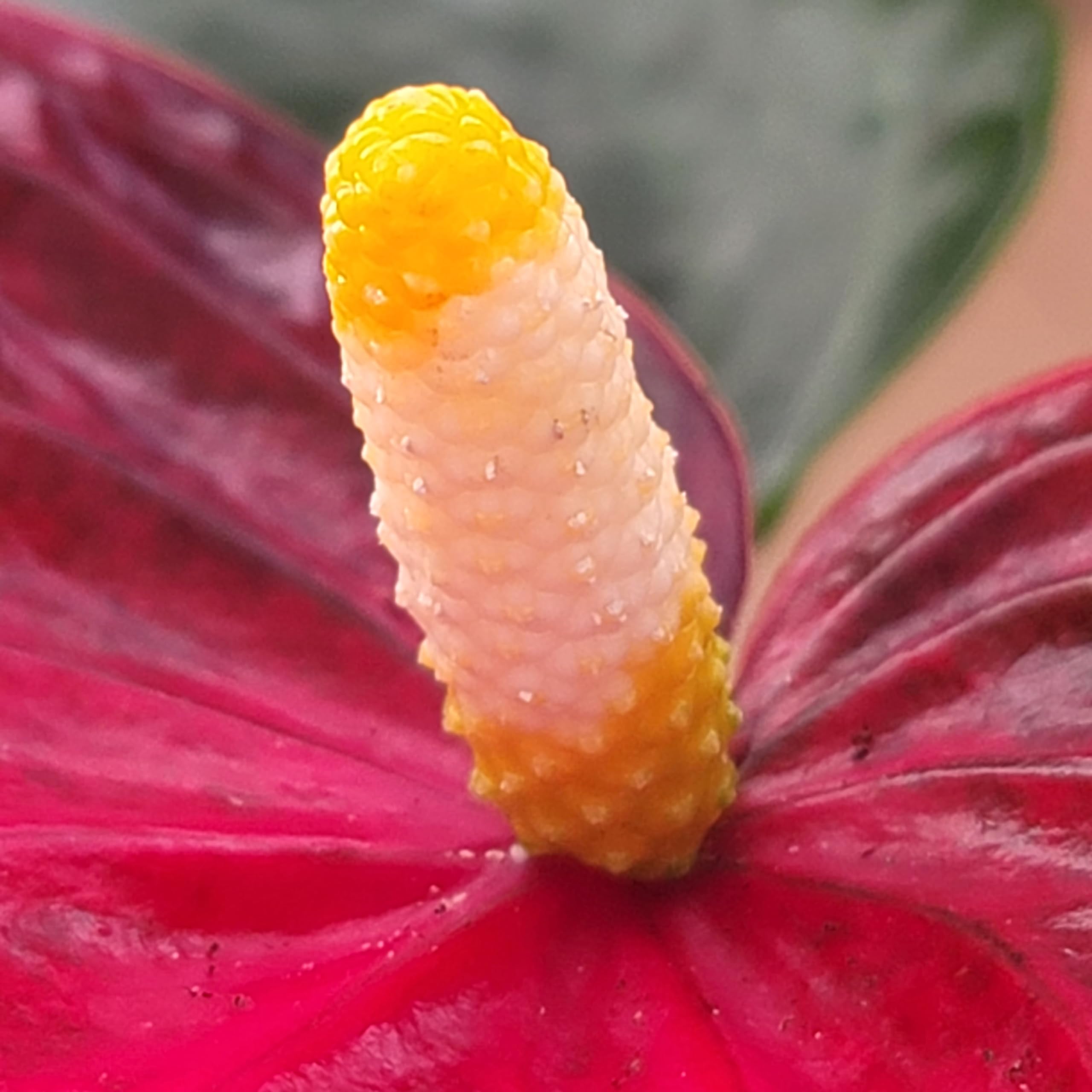 Amazon.com : Anthurium Red Flower - Exotic Tropical Houseplant with Glossy  Red Flowers and Lush Foliage - Easy-Care Indoor Plant - CA Seller - Air  Purifying Plant (Bigger Plant, 6" Pot) :