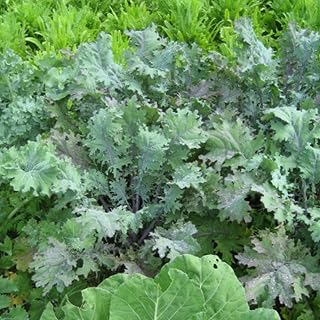 Red Russian Kale - Grow Now or Store for Future Planting - Capsule of 40 Seeds